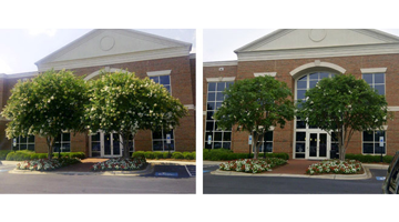 casey tree service experts commercial pruning