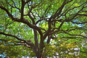 A large tree with green leaves on it's branches.