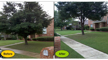 casey tree service experts residential pruning