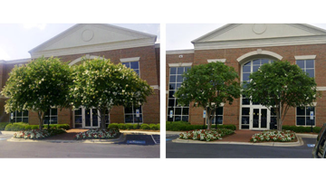 casey tree service experts commercial pruning