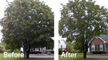 casey tree service lilburn crown thinning pruning